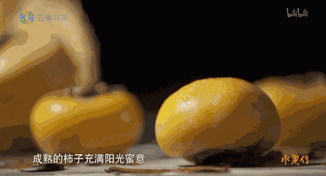 又想骗我养宠物了，但是这档纪录片也太可爱了吧！