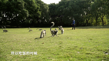 又想骗我养宠物了，但是这档纪录片也太可爱了吧！