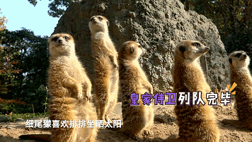 又想骗我养宠物了，但是这档纪录片也太可爱了吧！